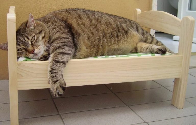 Как сделать кровать для кошки