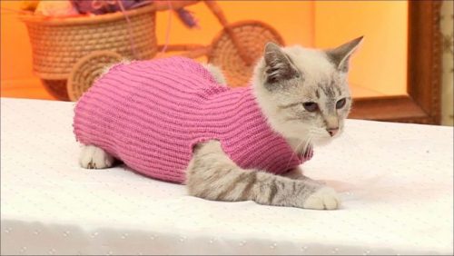 Выкройки одежды для кошек: универсал и его успешные коллеги