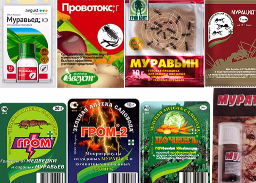 что делать с муравьями в теплице. Смотреть фото что делать с муравьями в теплице. Смотреть картинку что делать с муравьями в теплице. Картинка про что делать с муравьями в теплице. Фото что делать с муравьями в теплице