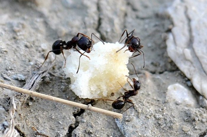 Как бороться с муравьями народными средствами: простые способы победить