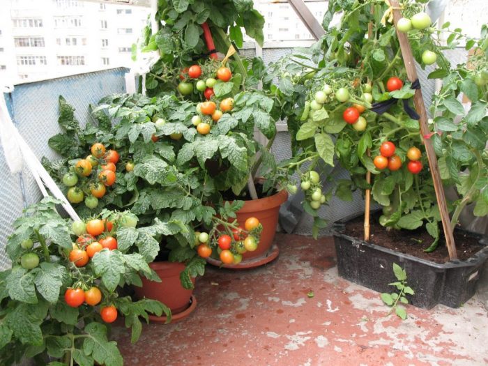 Помидоры на балконе: что надо знать для получения хорошего урожая