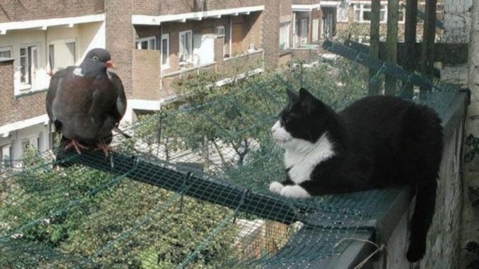 Как избавиться от голубей на балконе: борьба с потенциальной голубятней