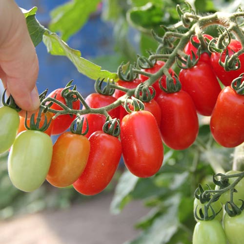 tomat komnatnyy surpriz semena1