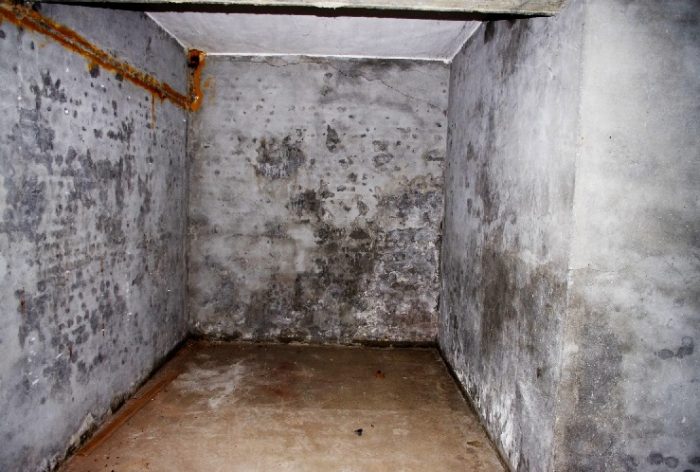 Грибок в подвале частного дома: как избавиться от упрямой плесени?