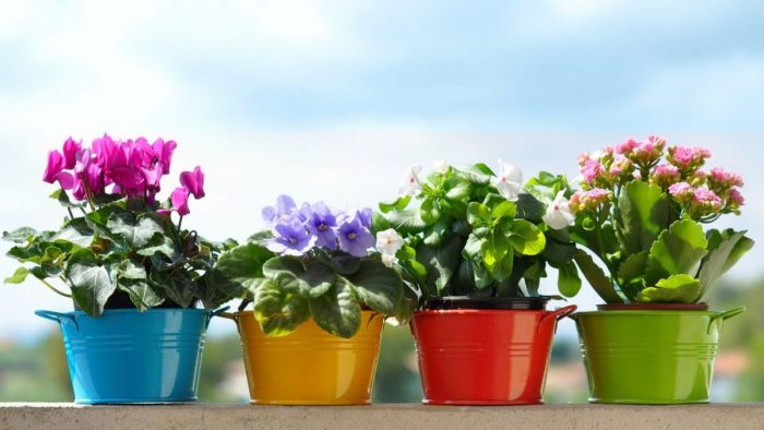 Дренаж для цветов из подручных средств: что спасет растения от влаги