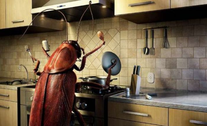 Как избавиться от тараканов дома: народные рецепты и препараты профи