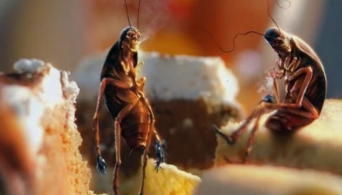 Как избавиться от тараканов дома: народные рецепты и препараты профи