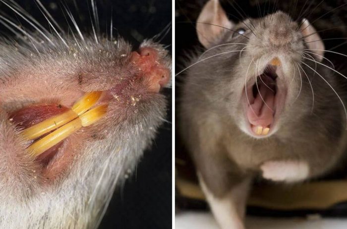 zuby krysy