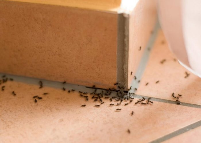Как быстро избавиться от муравьев: лучшие народные способы