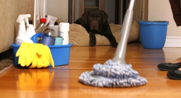 Как избавиться от пыли в квартире: способы расправы с видимо невидимым врагом
