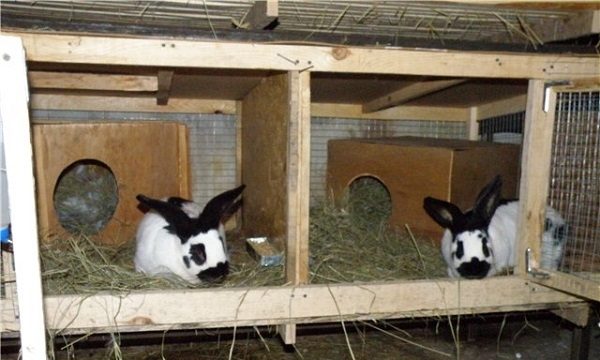 Как сделать клетку для кроликов: нужные элементы и виды «звериного» жилья