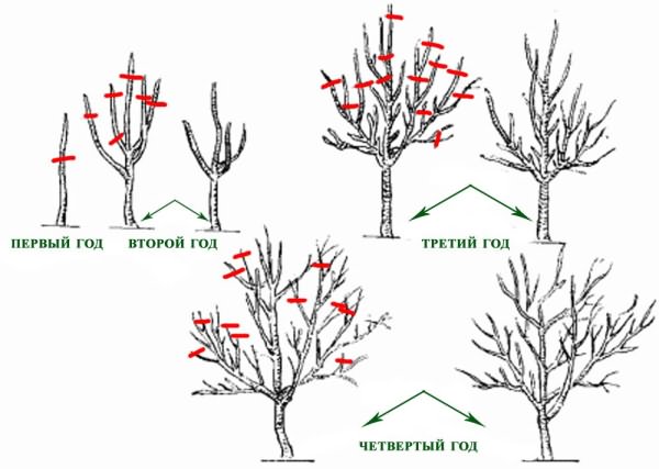 Как обрезать плодовые деревья правильно: виды процедур и их особенности
