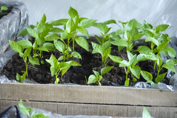 Как вырастить рассаду перца в домашних условиях здоровой, крепкой, идеальной