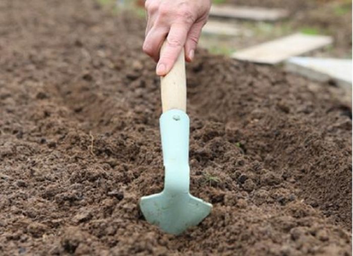Как вырастить арбуз в теплице: правила посадки и особенности ухода