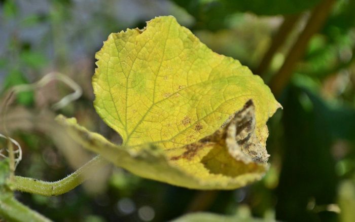 Почему желтеют листья у огурцов: причины и как с этой бедой бороться