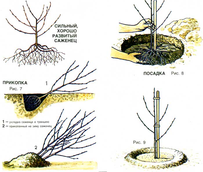 Как выращивать вишню: правила посадки деревьев и корректный уход за ними