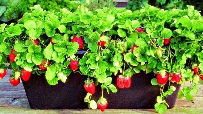 Как вырастить клубнику на подоконнике: особенности, ягодные секреты и советы