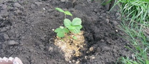 Как сажать землянику: посадка, выращивание и правильный уход за ягодой