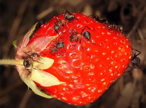 Как сажать землянику: посадка, выращивание и правильный уход за ягодой