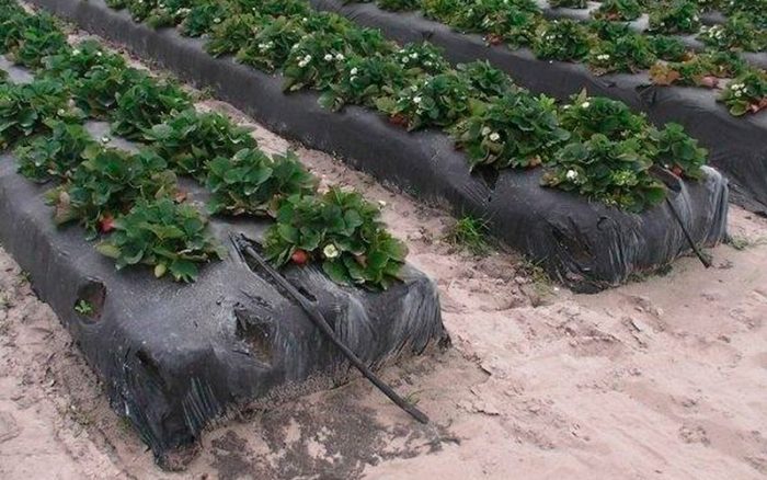 Как выращивать клубнику в открытом грунте: методы, особенности и секреты ухода