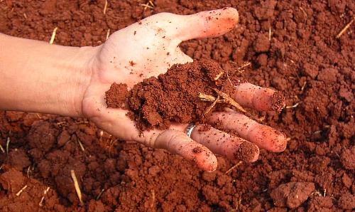 Грунт для газона: правильный выбор почвы и ее корректная подготовка