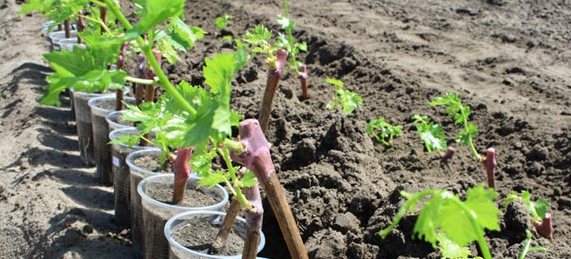Как вырастить виноград из черенков в домашних условиях: советы и рекомендации