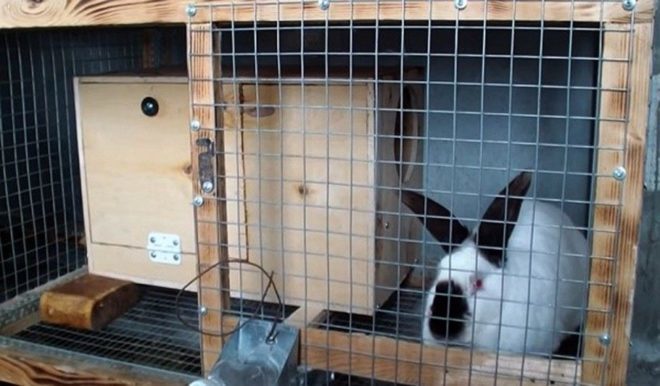Как сделать клетку для кроликов: нужные элементы и виды «звериного» жилья