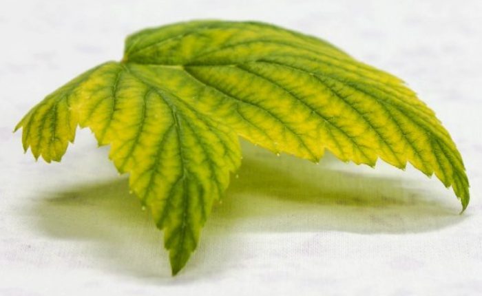 Почему у перца скручиваются листья: разные причины и способы их устранения