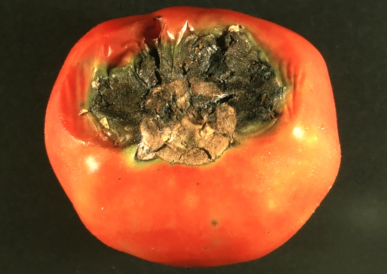 Как и чем опрыскивать томаты: правила обработки и ассортимент средств