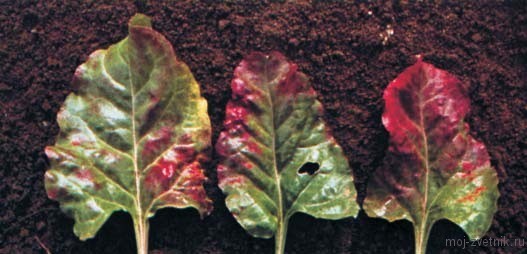 Почему у перца скручиваются листья: разные причины и способы их устранения