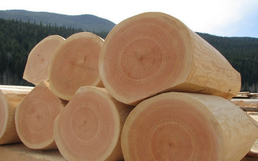 Какие дрова лучше: породы деревьев и важные характеристики простого горючего