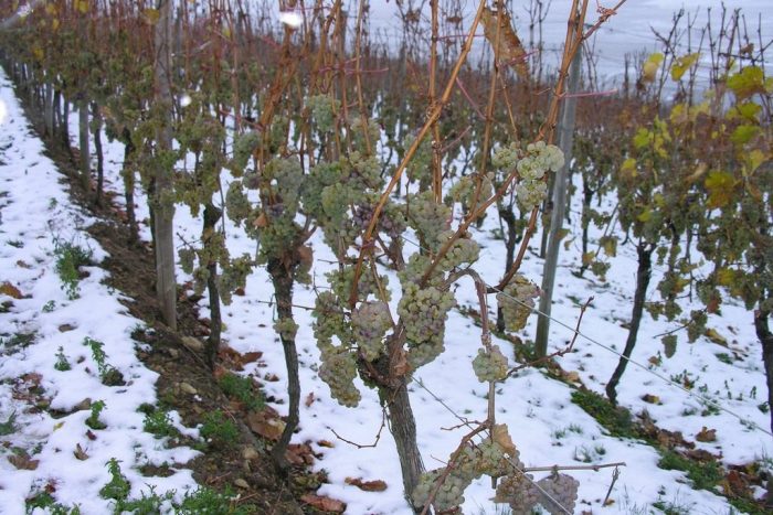 Как правильно укрыть виноград на зиму: подготовка и 11 способов защиты лозы