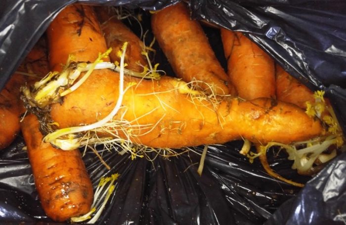 Как хранить морковь на зиму в погребе, в подвале и в домашних условиях