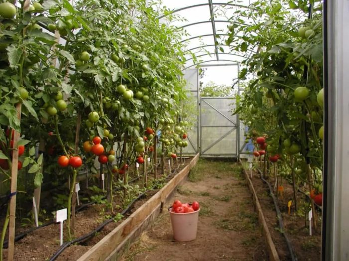 Самые урожайные томаты для теплиц: критерии выбора и достойные кандидаты