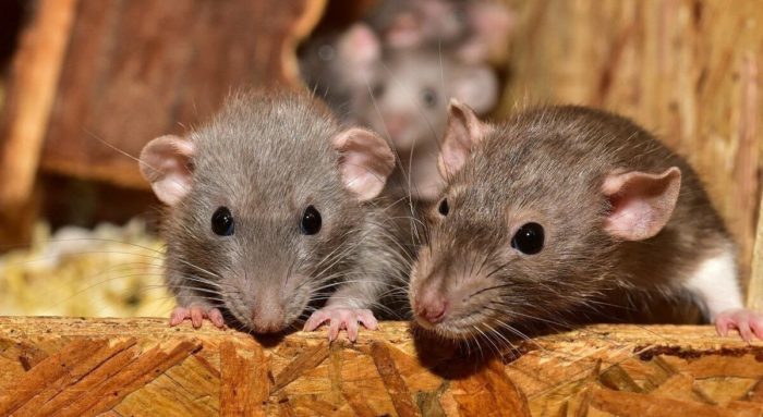 Как избавиться от мышей в погребе с картошкой: средства и способы борьбы