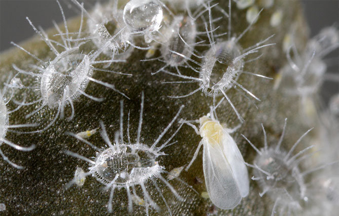 Белокрылка в теплице: как избавиться от насекомого с «неуемным аппетитом»