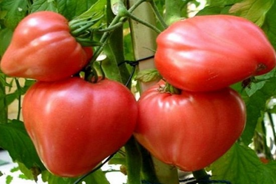 Выращивание томатов в теплице: сорта, особенности и рекомендации