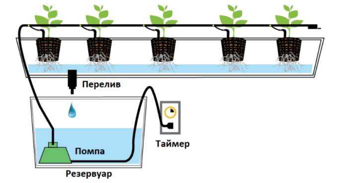 Клубника в теплице: особенности, требования и уход за растениями