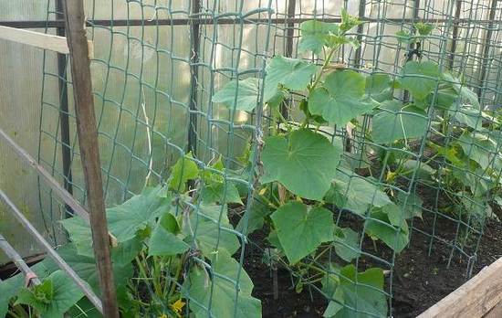 Огурцы в теплице: особенности выращивания теплолюбивых культур