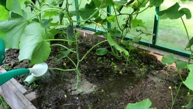 Огурцы в теплице: особенности выращивания теплолюбивых культур