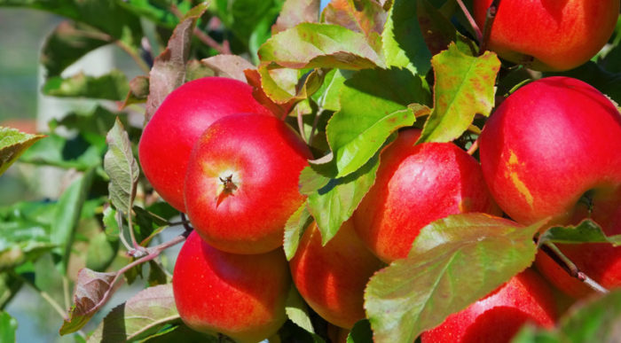 Как хранить яблоки на зиму в погребе: идеальные условия и лучшие способы
