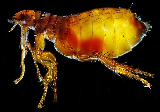 Подвальные блохи: особенности насекомых, борьба с кровопийцами