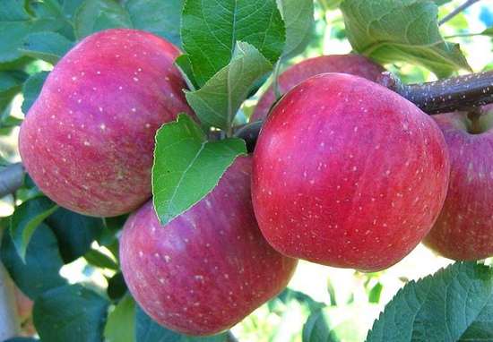 Как хранить яблоки на зиму в погребе: идеальные условия и лучшие способы