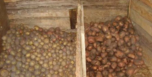 Как хранить картошку в погребе: оптимальные условия, подготовка, методы