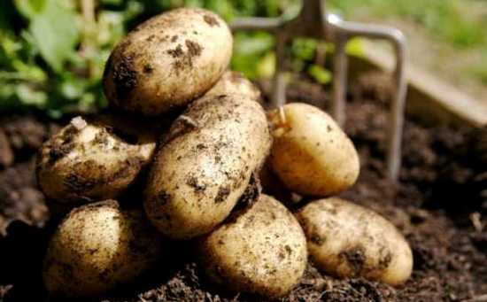 Как хранить картошку в погребе: оптимальные условия, подготовка, методы