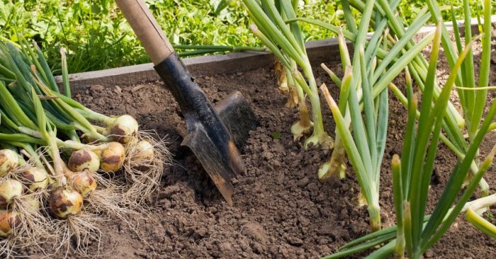 Урожай: можно ли хранить лук в погребе, и как его сберечь до весны?