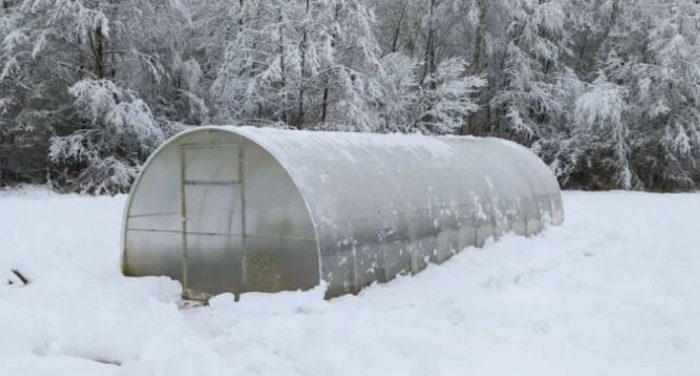 Что можно посадить под зиму в теплицу из поликарбоната, выращивать круглый год?