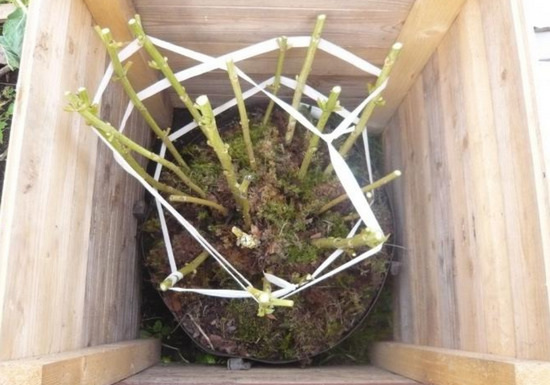 Как хранить хризантемы в погребе зимой: этот и другие способы зимовки
