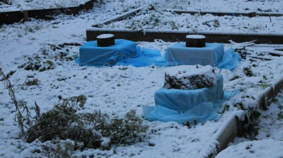 Как хранить хризантемы в погребе зимой: этот и другие способы зимовки