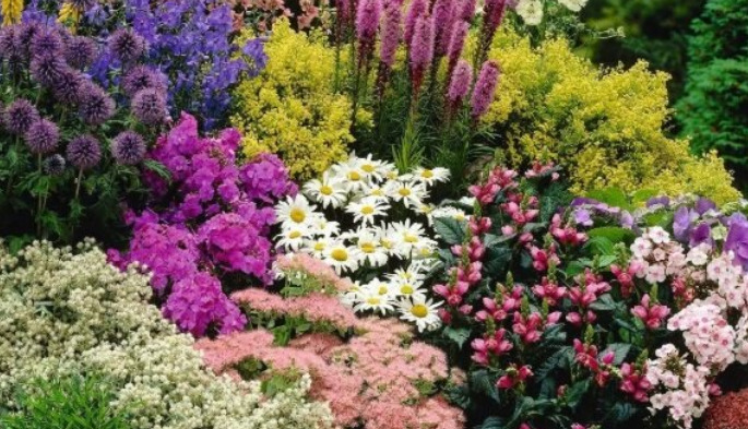 Низкорослые цветы для клумбы, цветущие все лето: выбор живого декора